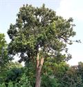 Syzygium grande